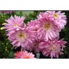 Хризантема Метеорит: фото и описание
