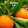 Саженцы Апельсина Королек - 5 шт.: фото и описание