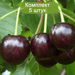 Комплект 5шт / Черешня Мелитопольская