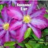 Комплект 5шт / Клематис Какио: фото и описание