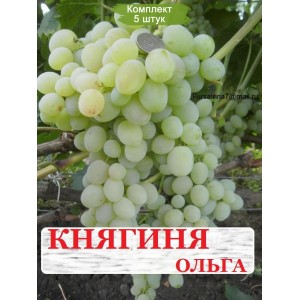 Комплект 5шт / Виноград Княгиня Ольга (Ранний/Белый)