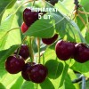 Комплект 5шт / Вишня Краснодарская сладкая: фото и описание