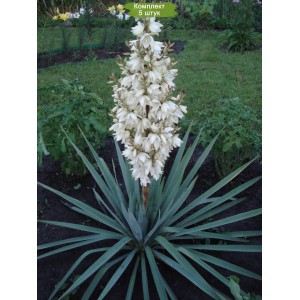 Комплект 5шт / Юкка Нитчатая (Yucca filamentosa)